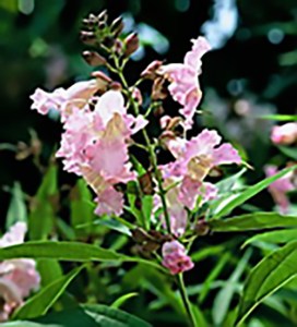 Pink Dawn Chitalpa